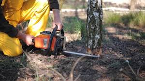 Best Lawn Maintenance Plans  in Biggs, CA