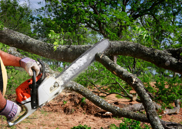 Best Tree Trimming and Pruning  in Biggs, CA